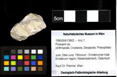Foto (Objekt + Etiketten) von Prosopon sp. 